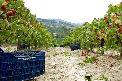 rsz_harvest_1522870423.jpg